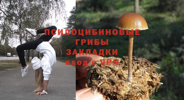 СК Зерноград